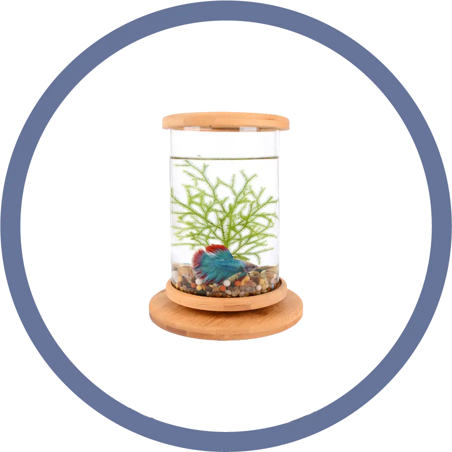 Fish Tanks